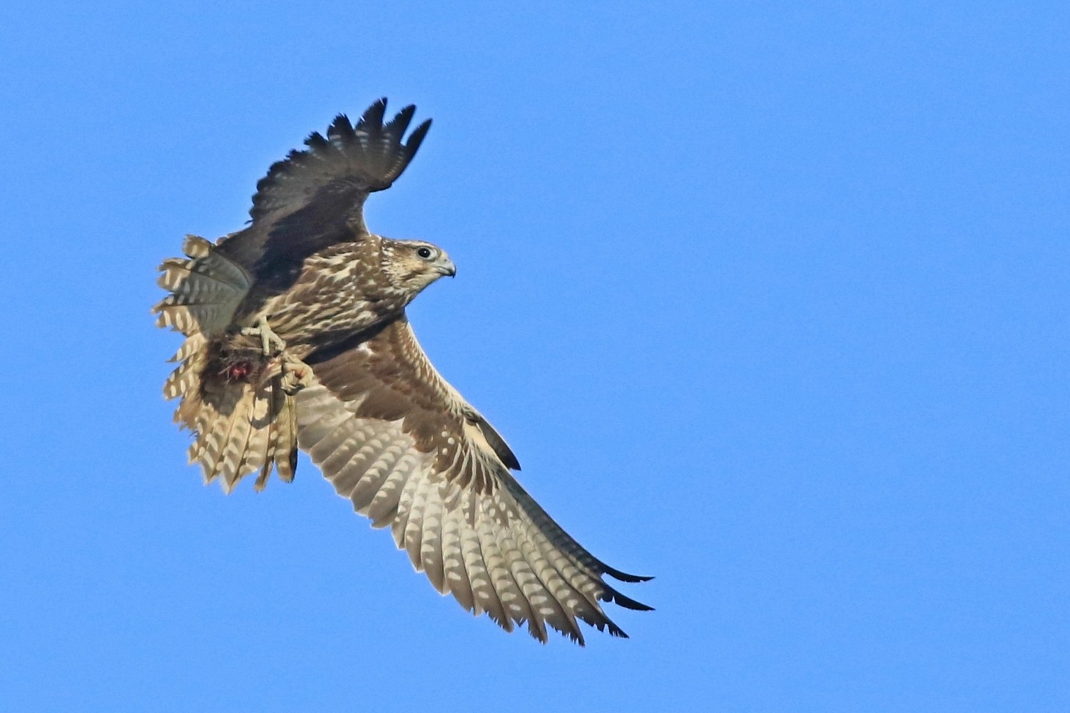 Falco sacro ( Falco cherrug ) e preda da identificare